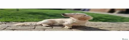 Dachshund dogs for stud: FOR STUD ONLY! KC health tested Eddie Snowdrop. - Advert 6