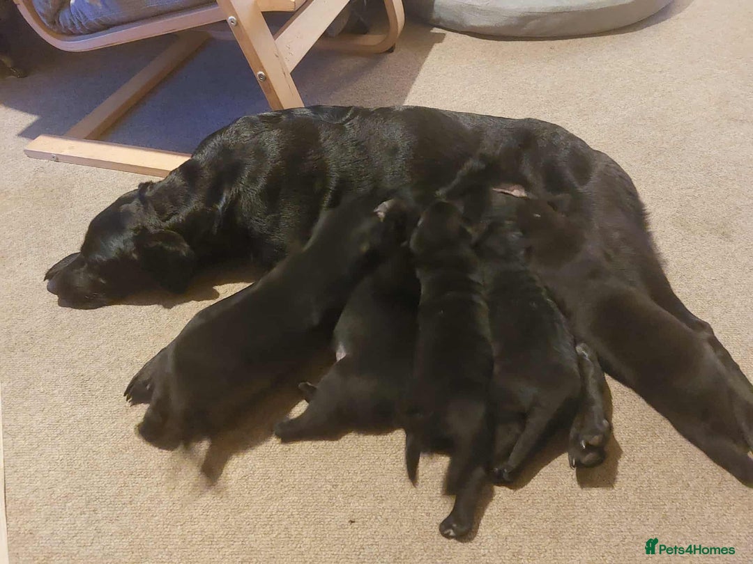 Mixed Breed dogs for sale: Labrador Mix Breed - Image 8