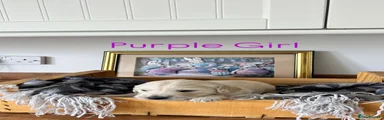 Golden Retriever (Purple) 