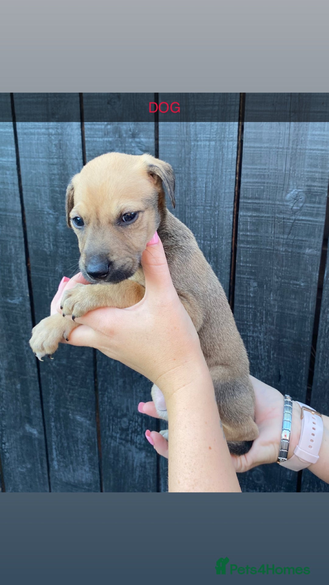 Lurcher dogs for sale: Lurcher puppies  - Image 1