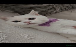British Shorthair cats for sale: ♥️ GCCF British Shorthair Kittens ♥️ - Image 7