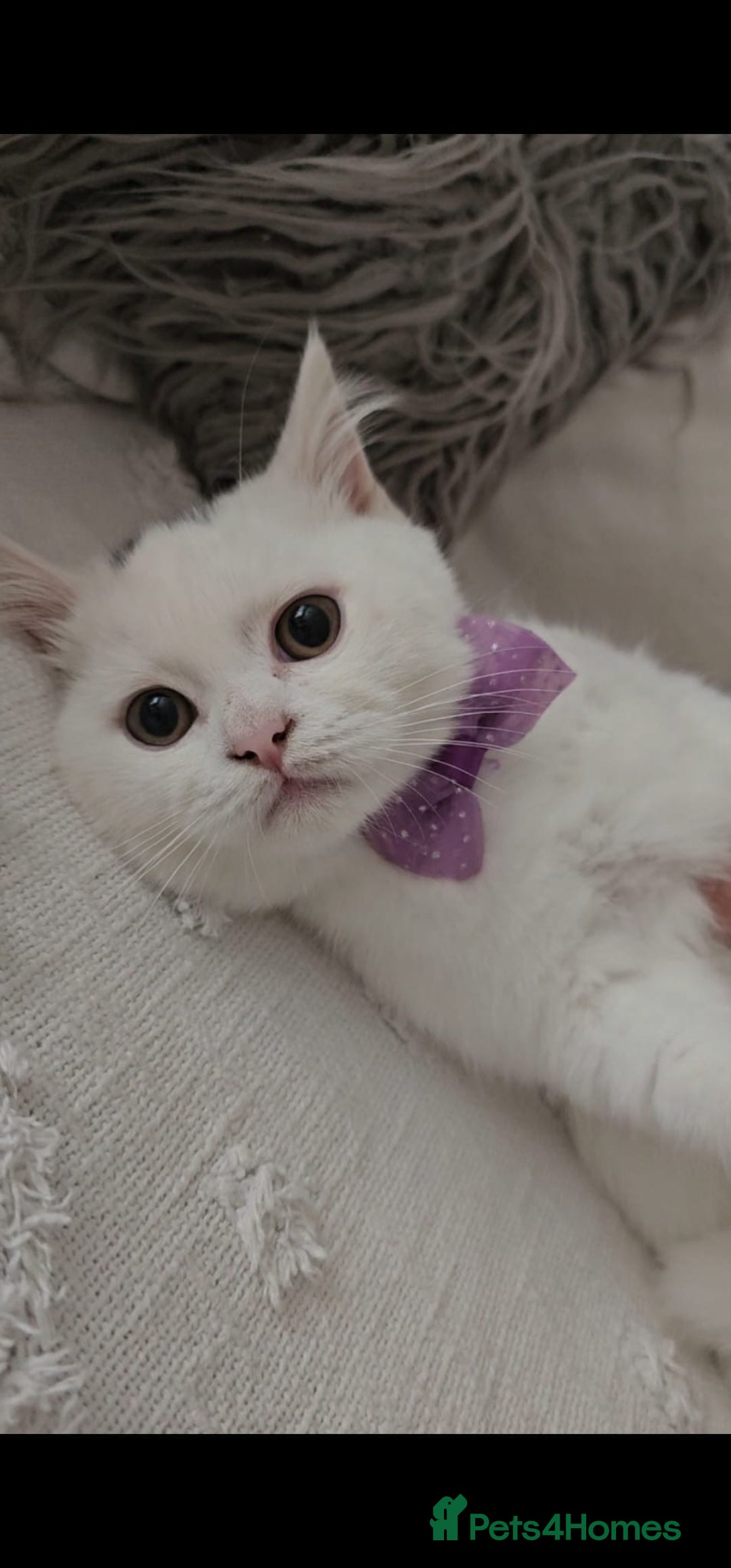 British Shorthair cats for sale: ♥️ GCCF British Shorthair Kittens ♥️ - Image 7