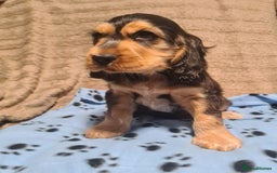 Cocker Spaniel dogs for sale: KC reg Sable Show Type Cocker Spaniels  - Image 8