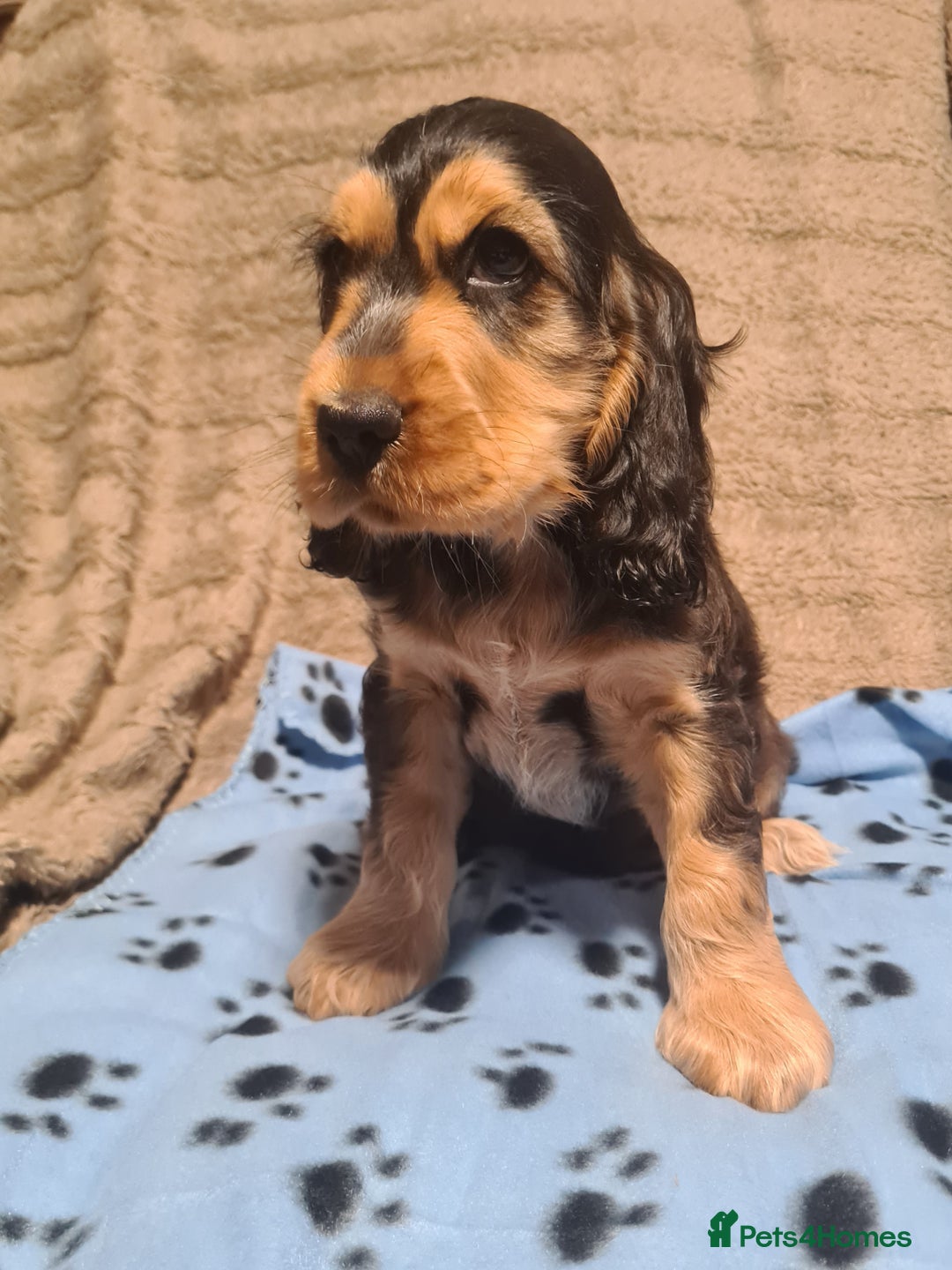 Cocker Spaniel dogs for sale: KC reg Sable Show Type Cocker Spaniels  - Image 8