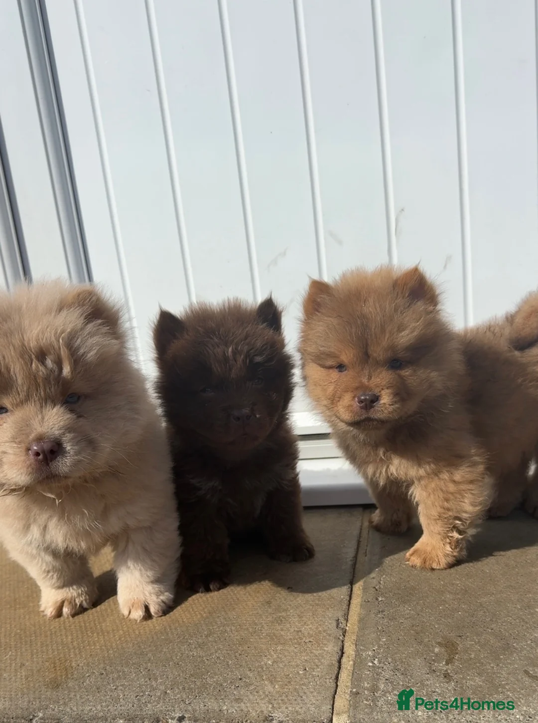 Chow Chow dogs for sale: *ReadyNow* 3 Teddy Bear Chow Chow Puppies - Advert 2