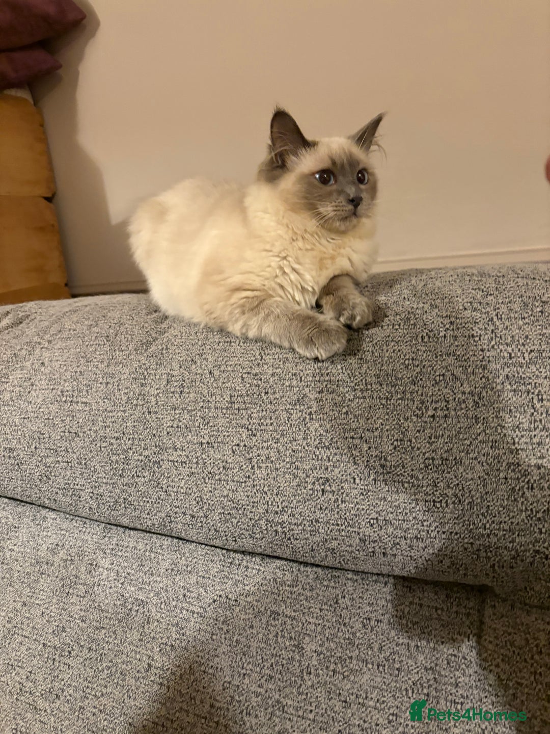 Ragdoll cats for sale: Beautiful GCCF Ragdoll Kittens  - Advert 2