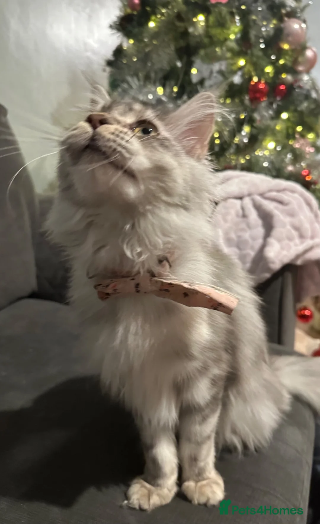 Mixed Breed cats for sale: Part Maine Coon kitten, ready - Advert 8