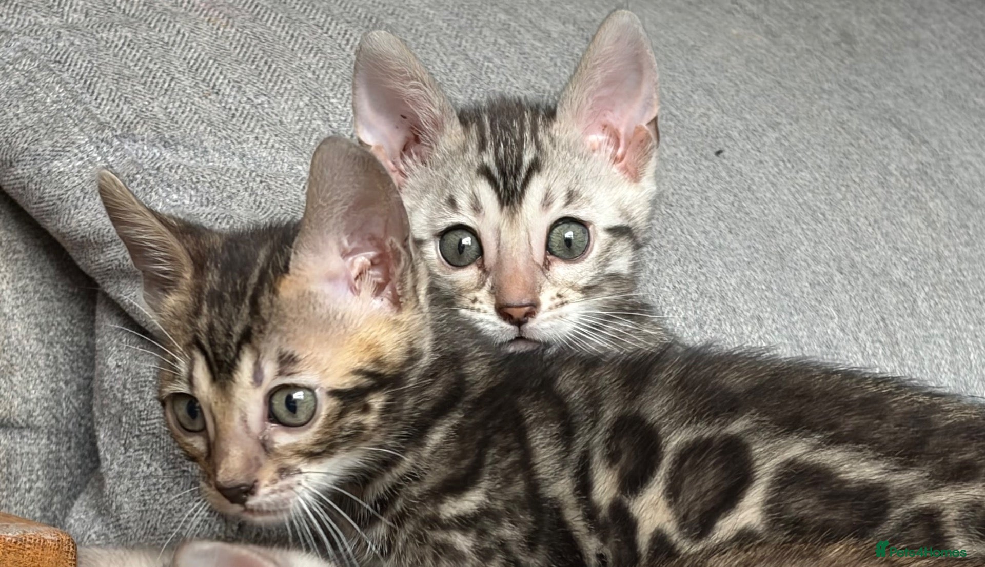 Bengal cats 4 Beautiful girl Bengal kittens ready to reserve - Advert 1