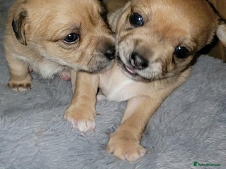 Mixed Breed dogs for sale - Advert 1