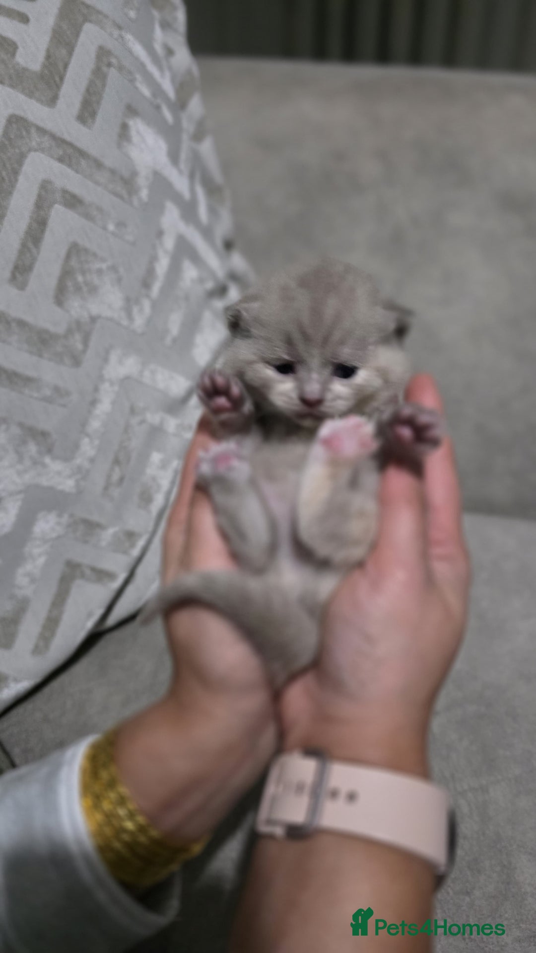 British Shorthair cats for sale: ** LAST ONE LEFT BLUE MALE British Shorthair ** - Advert 33