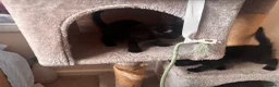 Mixed Breed cats for sale: Black kittens - Advert 3