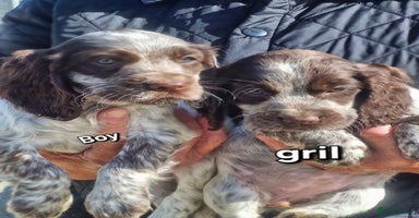Cocker Spaniel dogs - Advert 6