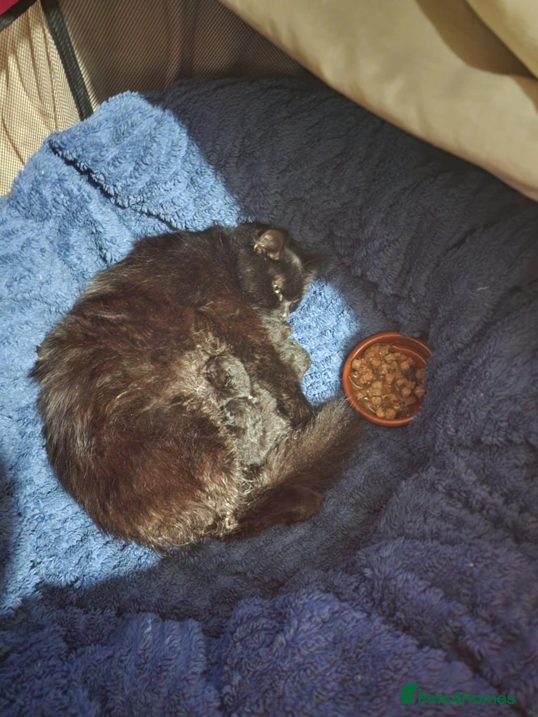 Bengal cats for sale: Four beautiful mix bangal Maine Coon kittens  - Advert 1