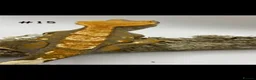 Gecko reptiles for sale: NEW Adult + Juvenile Crested Geckos + Lilly Whites - Advert 29