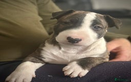 Bull Terrier dogs for sale: English Bull Terrier pups - Image 6