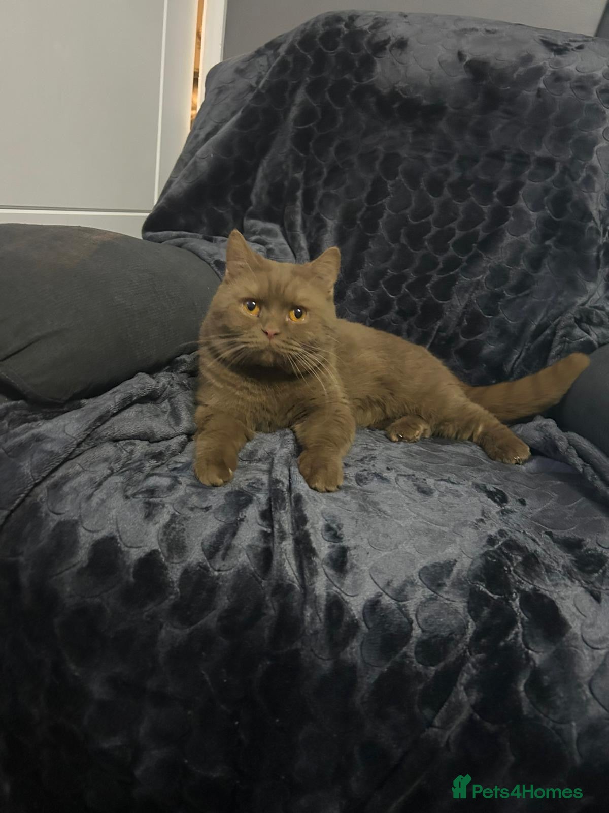 British Shorthair cats GCCF registered cinnamon British short haired  - Advert 2