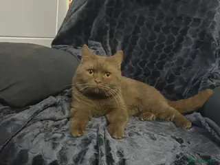 British Shorthair cats GCCF registered cinnamon British short haired - Advert 2