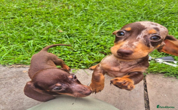 Dachshund dogs - Advert 1