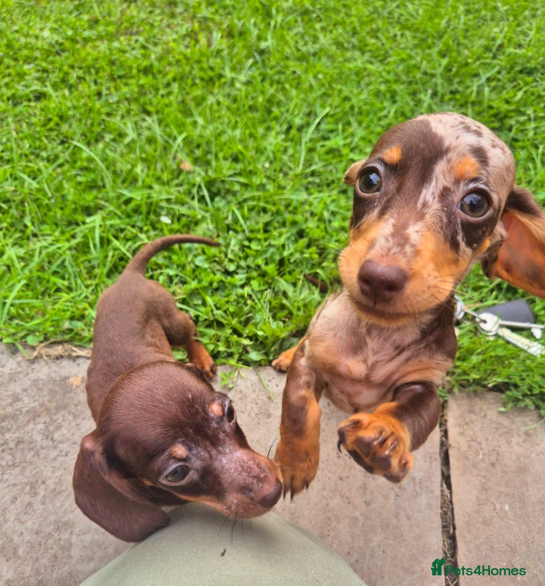 Dachshund dogs for sale: One boy one girl left  - Image 1