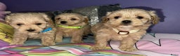 Maltipoo dogs for sale: Outstanding maltipoo - Advert 3