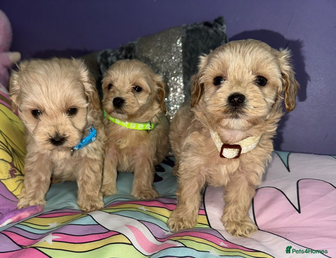 Maltipoo dogs for sale: Outstanding maltipoo - Advert 3