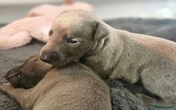 Whippet dogs for sale: KC Registered Blue Laguna Whippets - Image 10