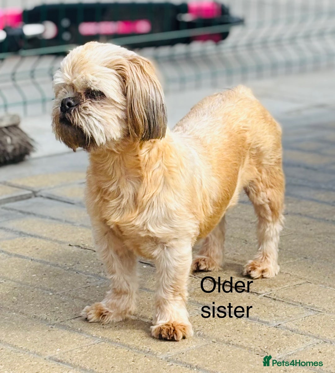 Shih Tzu dogs for sale: Beautiful shih tzu babies  - Advert 9