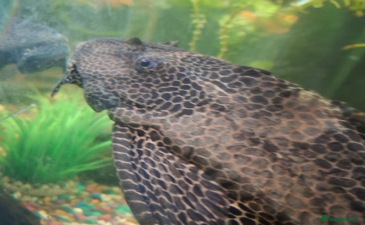 Plecos fish - Advert 1