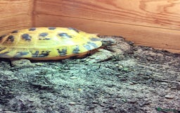 Tortoise reptiles for sale: 10 Year Old Horsefield Tortoise Girl Need New Home - Image 4