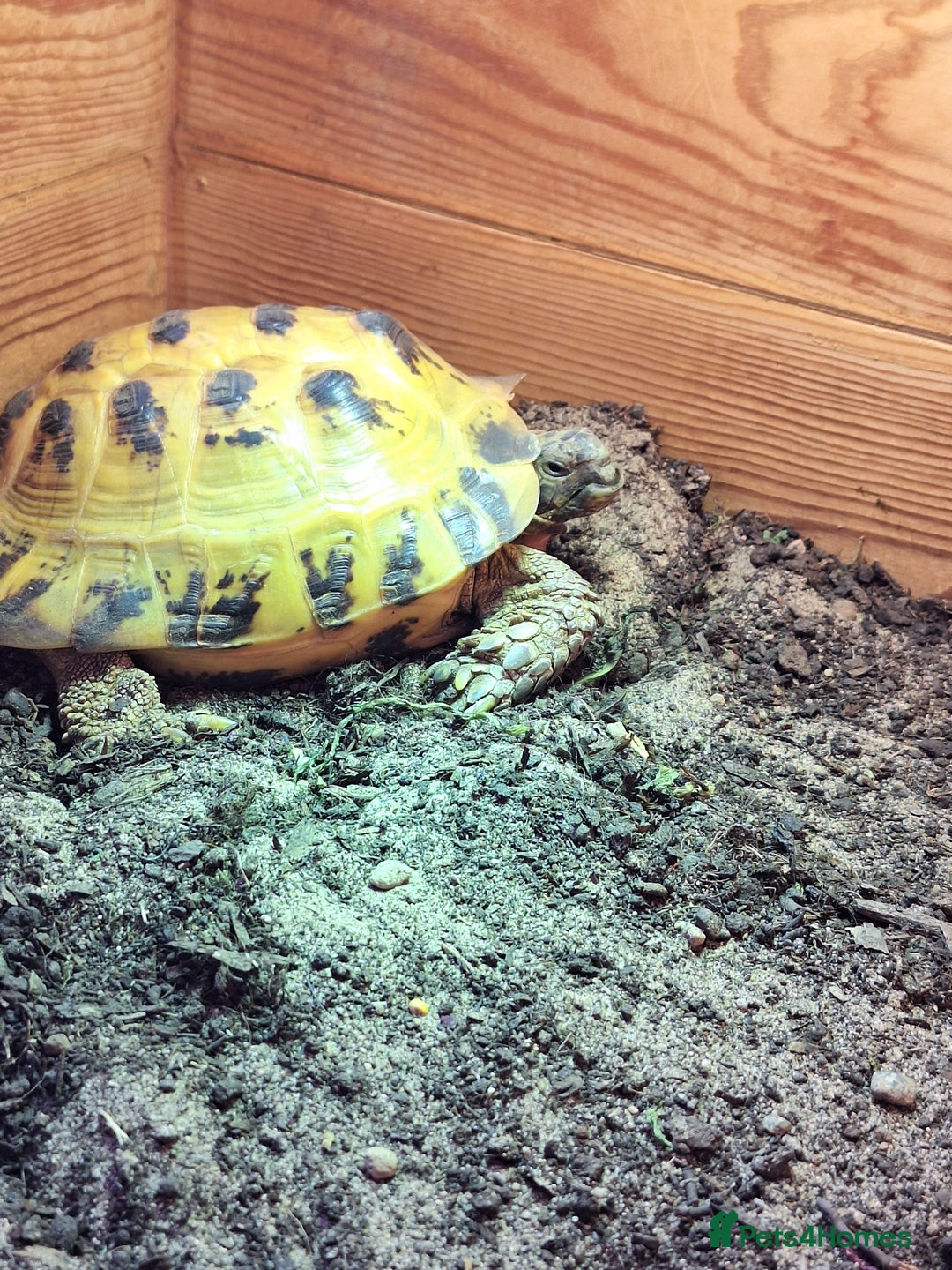Tortoise reptiles for sale: 10 Year Old Horsefield Tortoise Girl Need New Home - Image 4