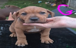 American Bully dogs for sale: American Bully Pups for sale - Image 36
