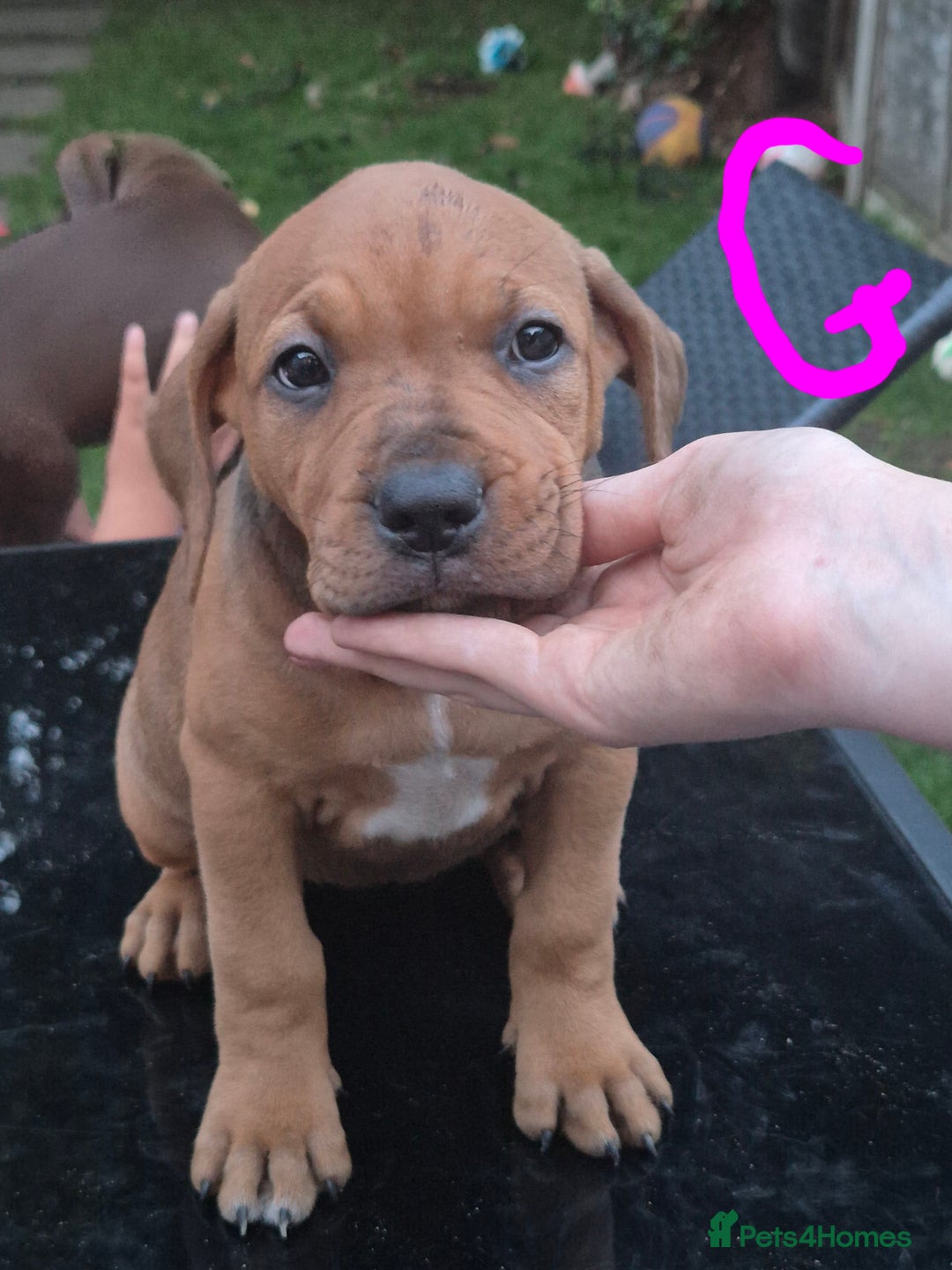American Bully dogs for sale: American Bully Pups for sale - Image 36