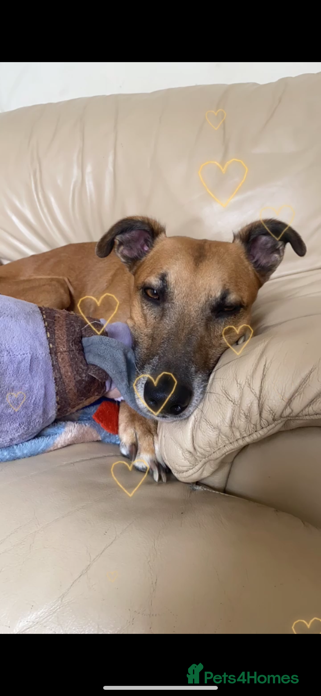 Greyhound dogs for sale: Bull greyhound for rehoming  - Advert 7