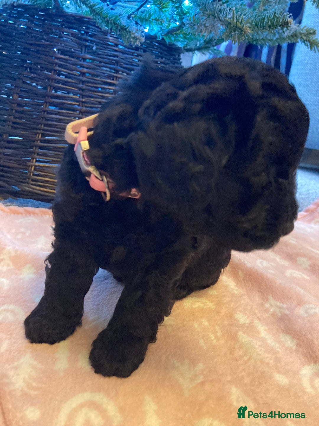 Cavapoo dogs for sale: F1b cavapoo puppies - Advert 7