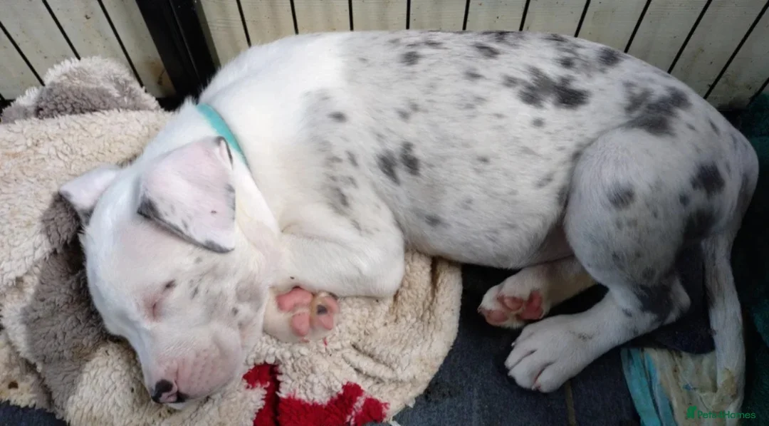 Cane Corso dogs for sale: ane Corso Puppies Seeking Forever Homes in Dunfermline - Advert 2