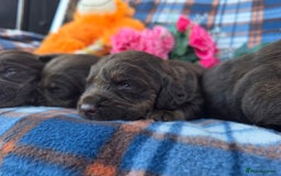 Cockerdor dogs for sale: F1 cockerdor puppies , cocker x labrador  - Image 15