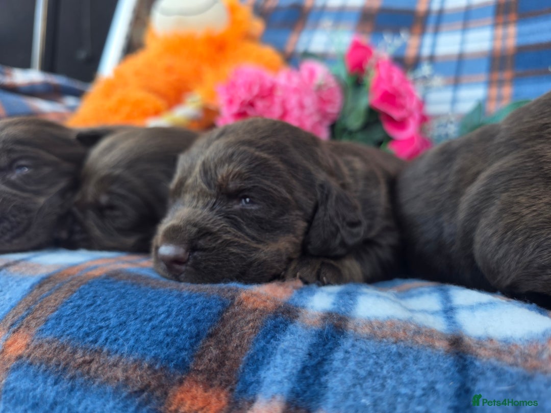 Cockerdor dogs for sale: F1 cockerdor puppies , cocker x labrador  - Image 15