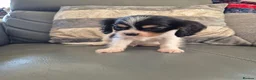 Cavalier King Charles Spaniel dogs for sale: KC Health Clear Cavalier King Charles Boys - Advert 29