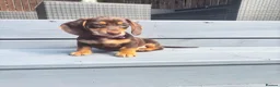 Miniature Dachshund dogs for sale: Beautiful Chocolate & Cream Miniature Dachshund - Advert 9