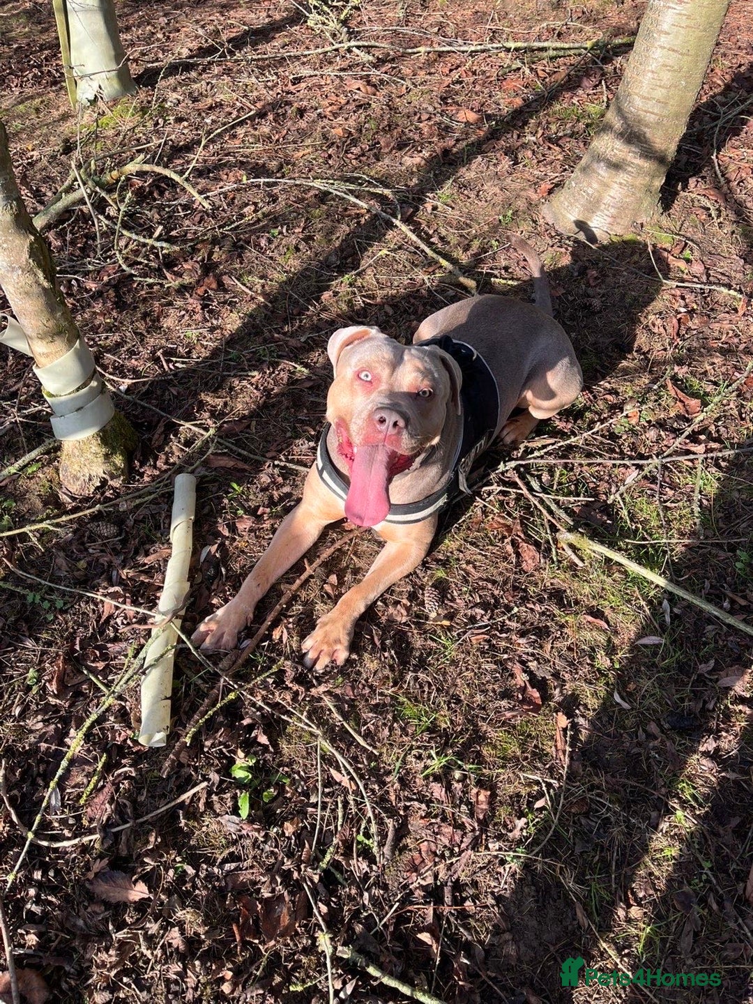 Cane Corso dogs for stud: Cane corso cross staff for stud  - Advert 5