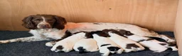 English Springer Spaniel dogs for stud:  Black & White English Springer Spaniel For Stud - Advert 2