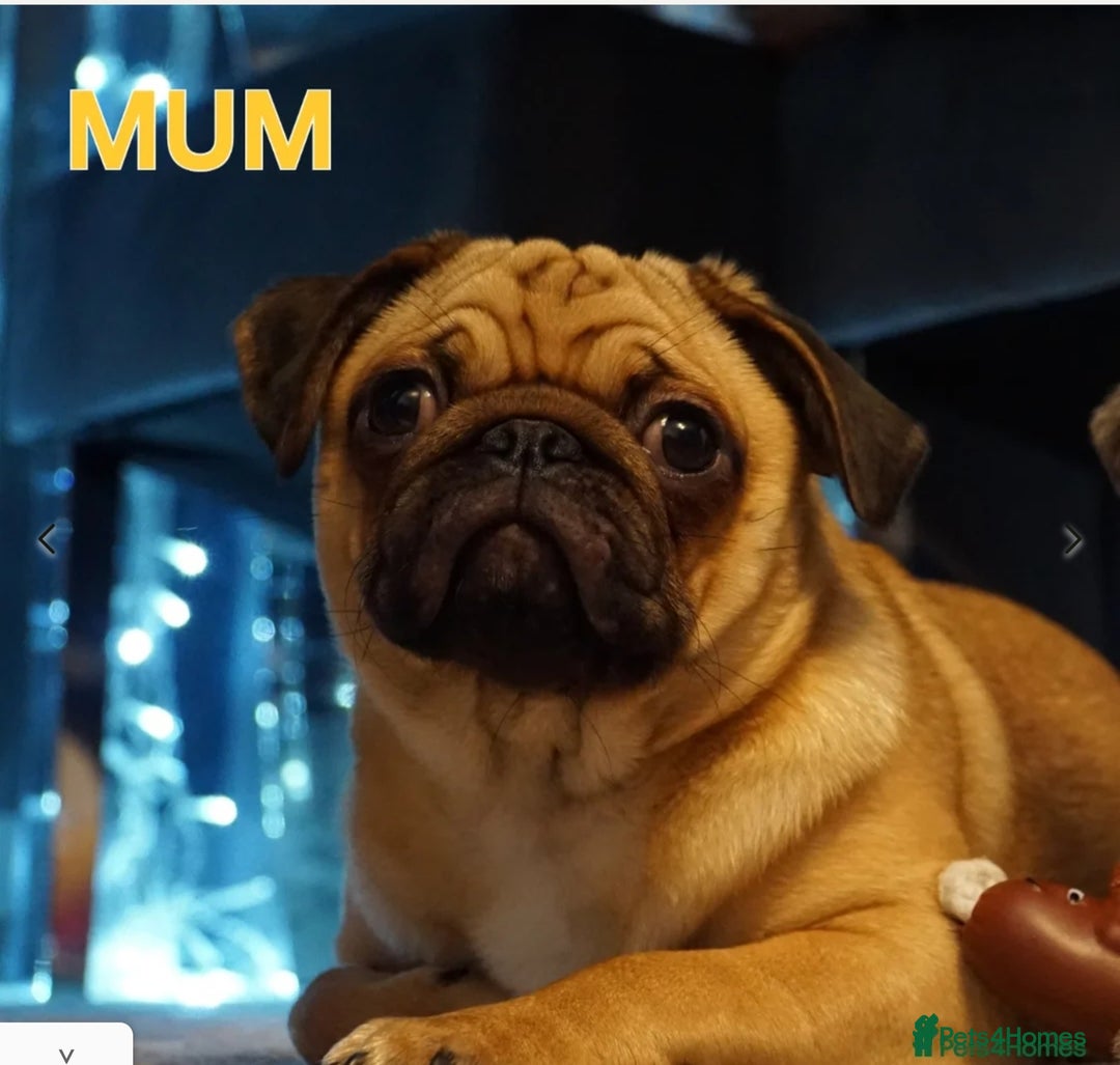 Pug dogs for sale: Stunning Apricot KC reg male pug - Image 15