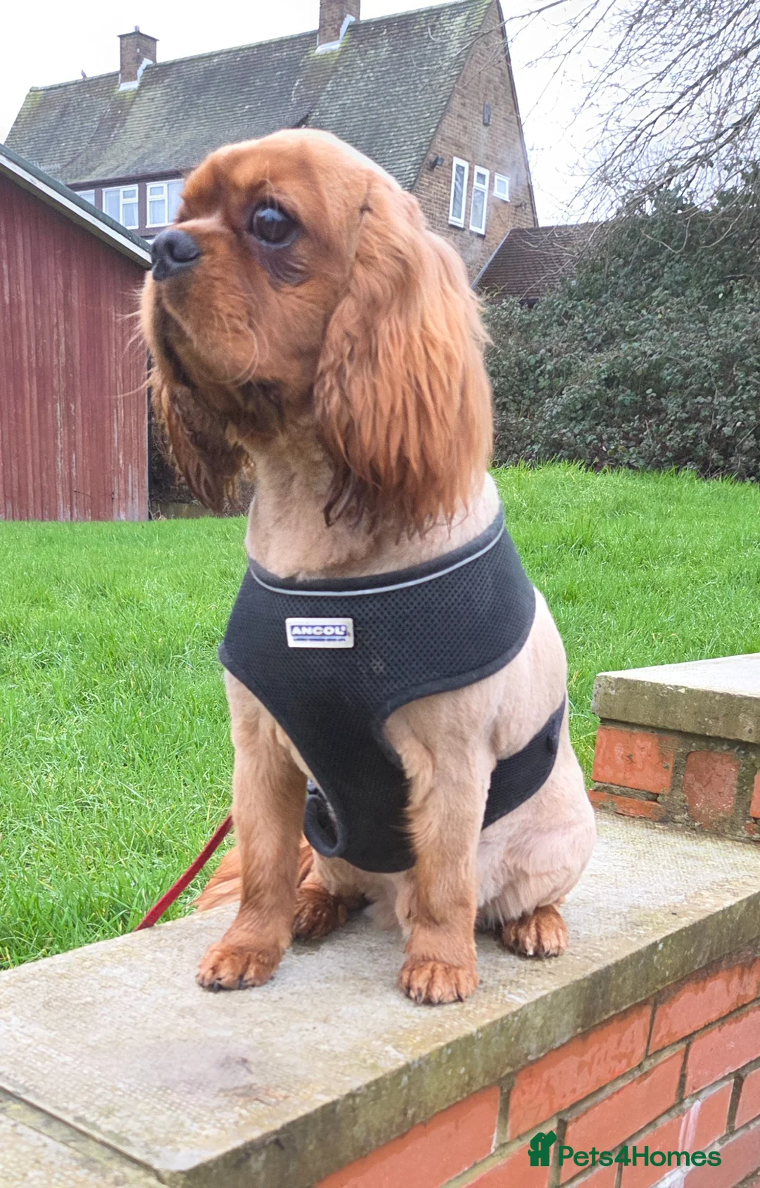 Cavalier King Charles Spaniel dogs for sale: Kc registered,  Extensively health tested  - Advert 5