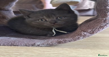 British Shorthair cats - Advert 7
