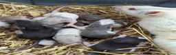 Rat rodents for sale: Rats various breeds male and female in Corby - Advert 13