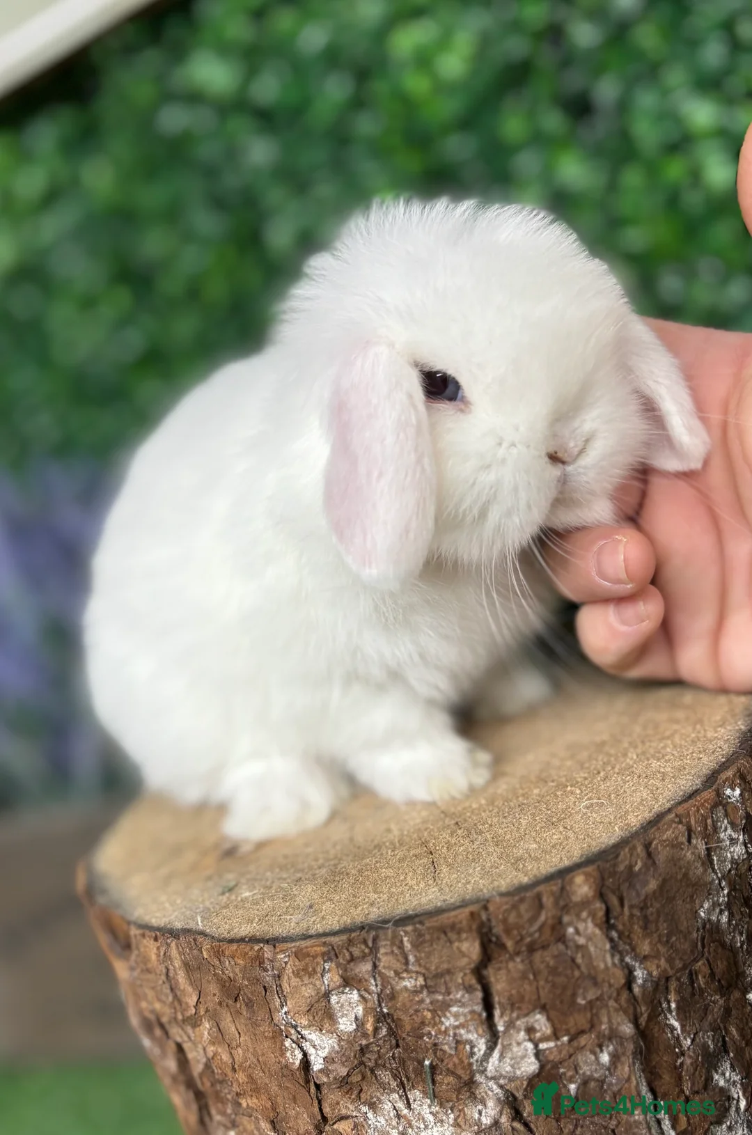 Mini Lop rabbits for sale: 🧡PEDIGREE MINILOPS🧡 - Advert 22