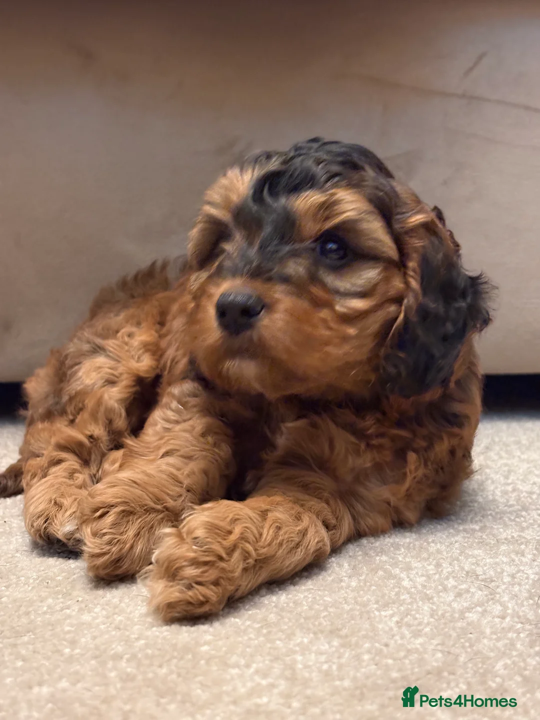 Cockapoo dogs for sale: Cockapoo in Doncaster - Advert 2