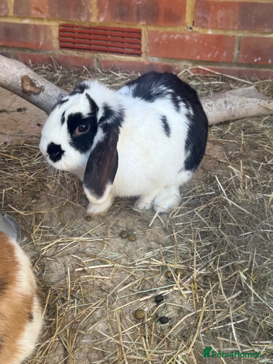 Mixed Breed rabbits for sale: Rabbits for sale  in Whitstable - Advert 2