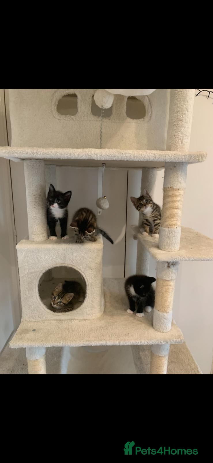 Mixed Breed cats Playful, fluffy babies  - Advert 1