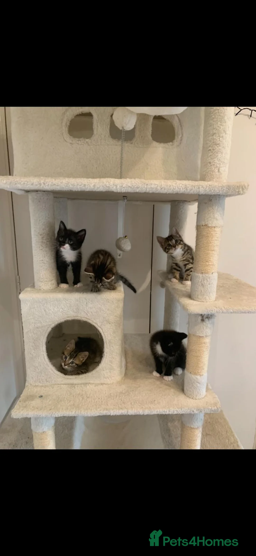Mixed Breed cats for sale: Playful, fluffy babies  in London - Advert 1